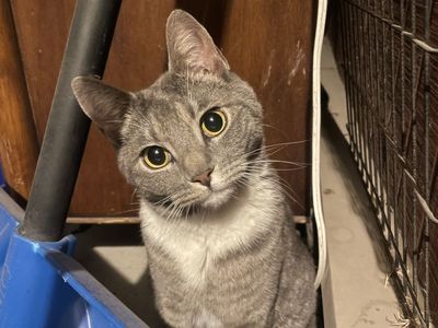 Found cat