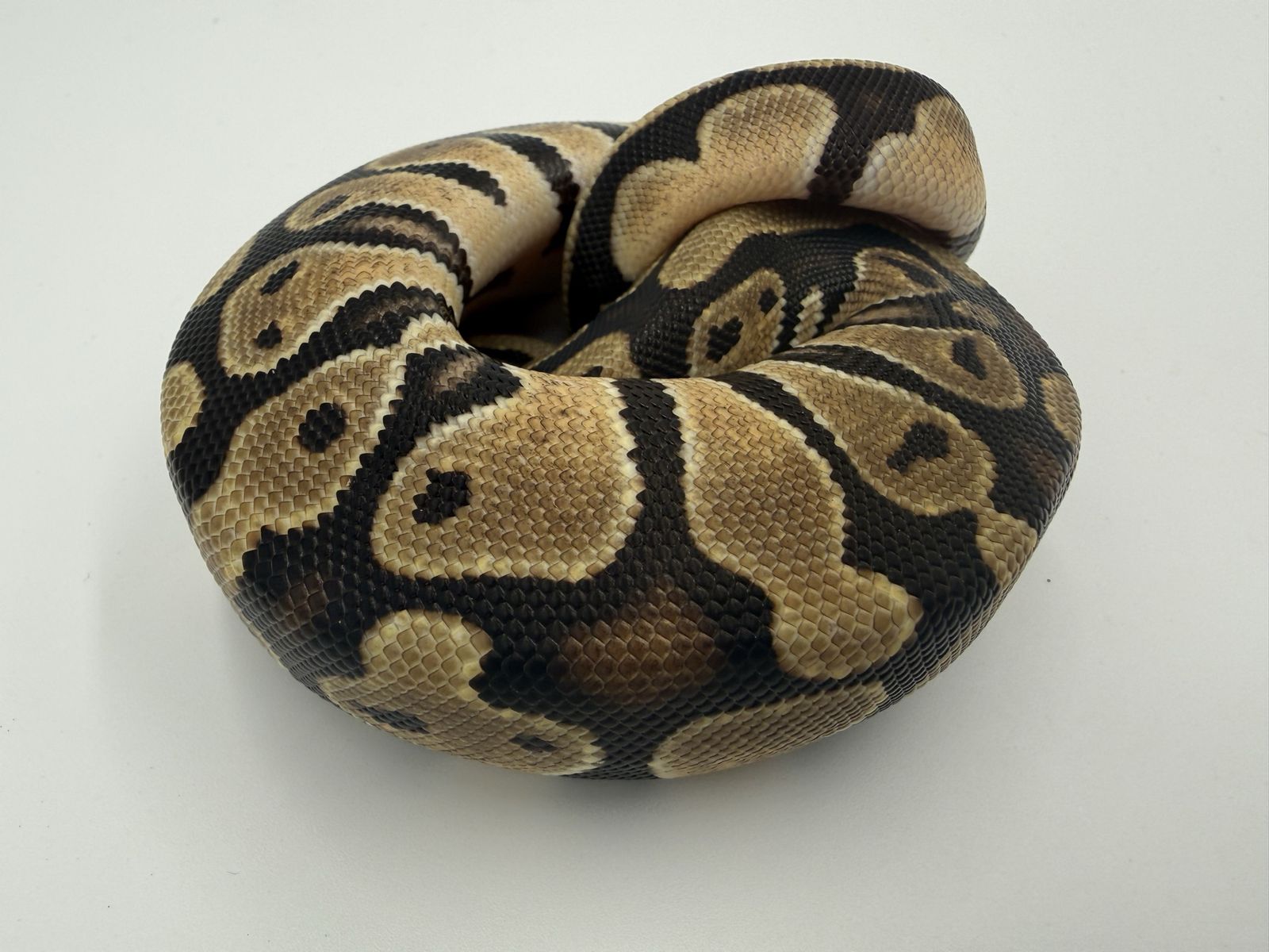 Main image 5