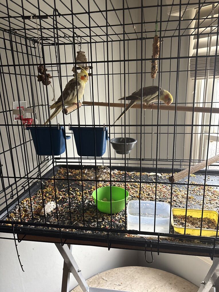 Two very cool, cocktails smart birds