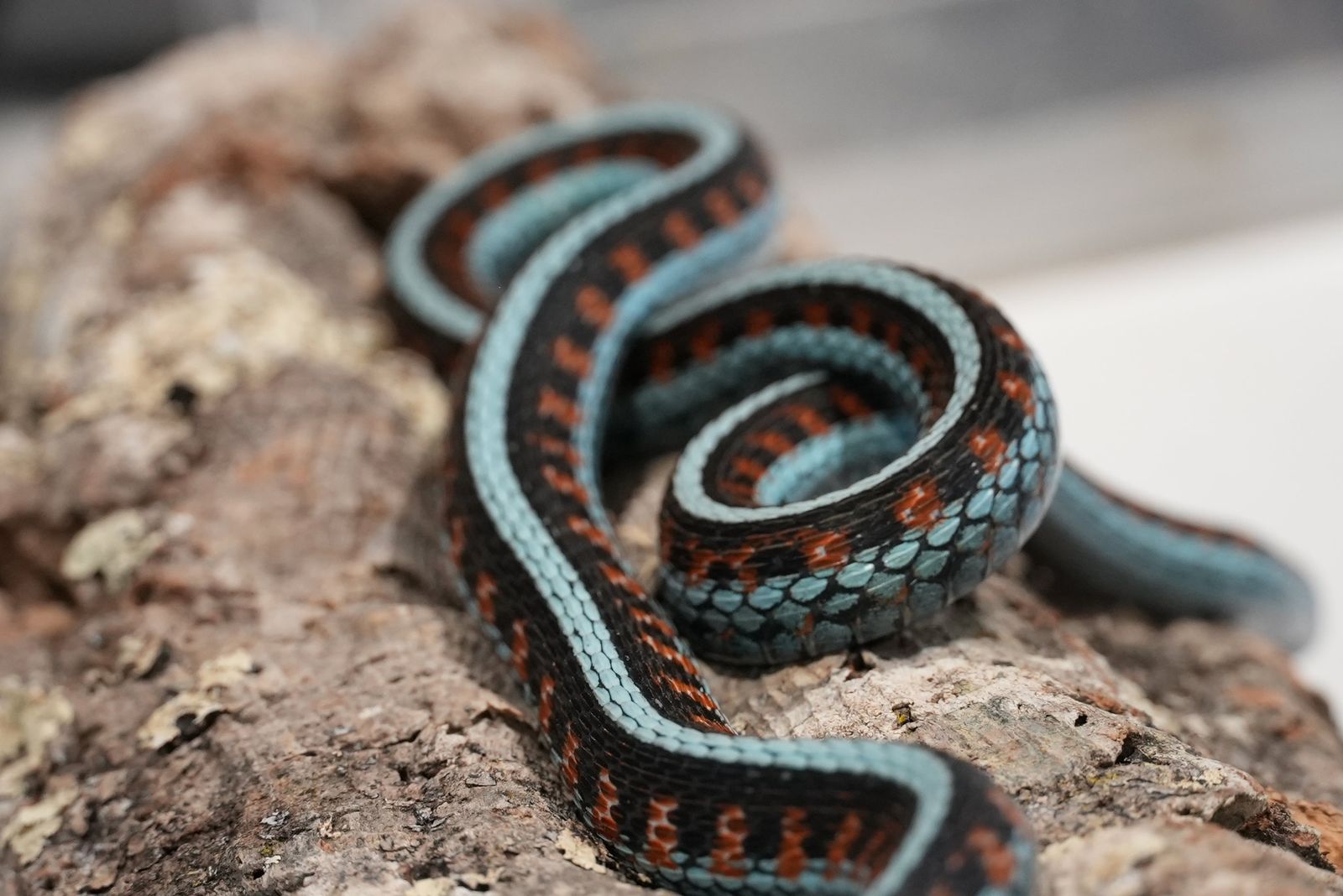 Adult proven California red sided garter pair