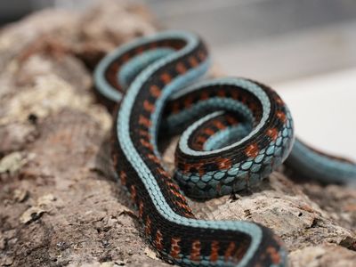 Adult proven California red sided garter pair