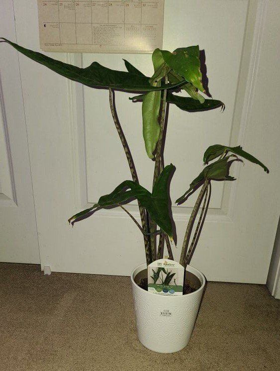 Mystic Jungle Cat Live Plant