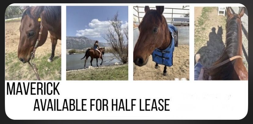 Half Lease Qtr Horse All Around
