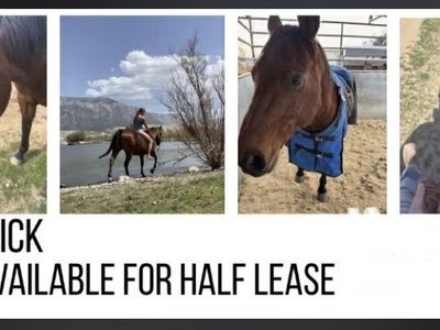 Half Lease Qtr Horse All Around