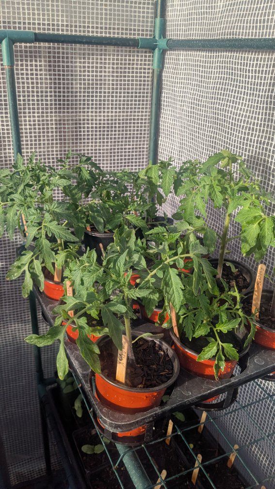 Tomato Plants