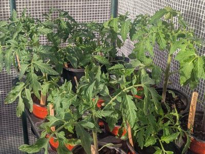 Tomato Plants