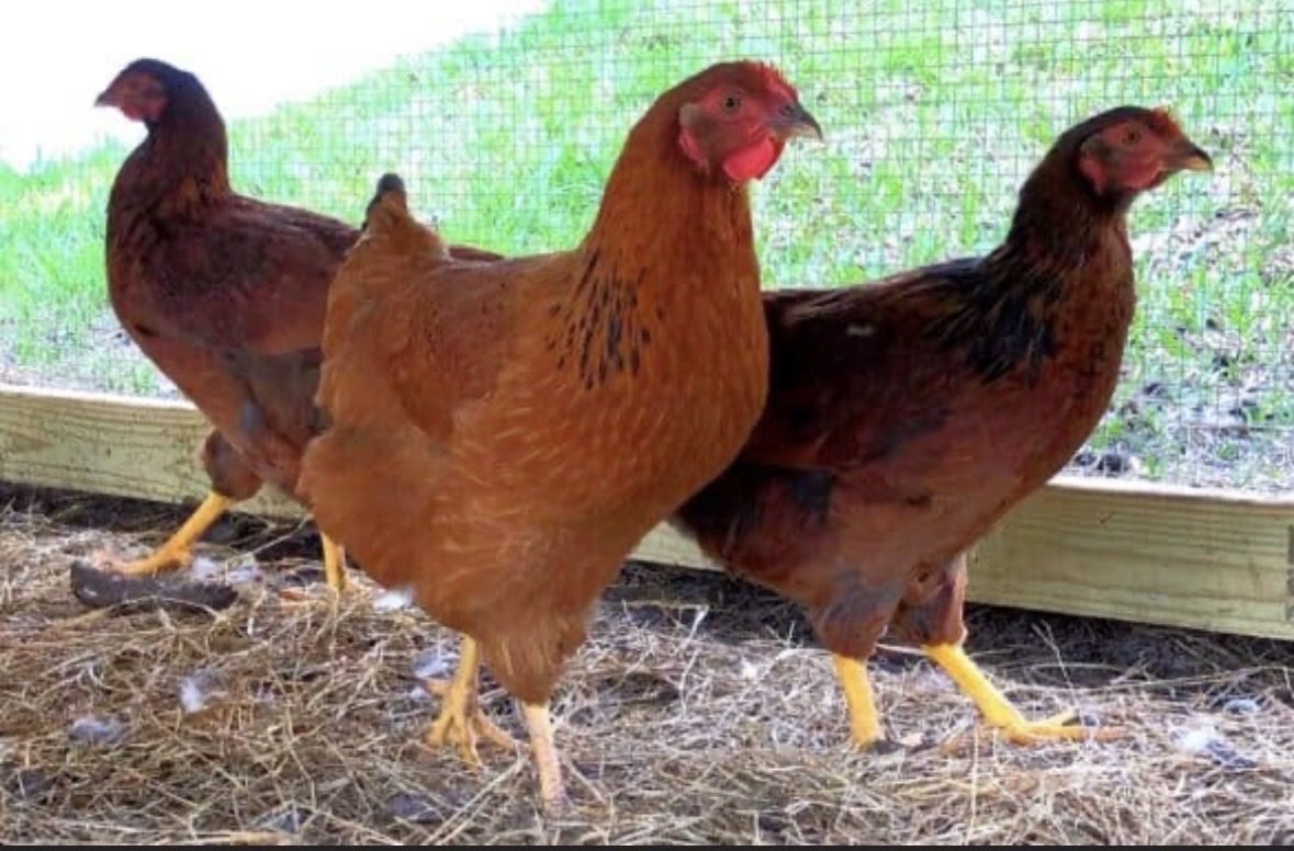 Red Sex Link Pullets