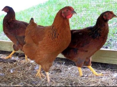 Red Sex Link Pullets