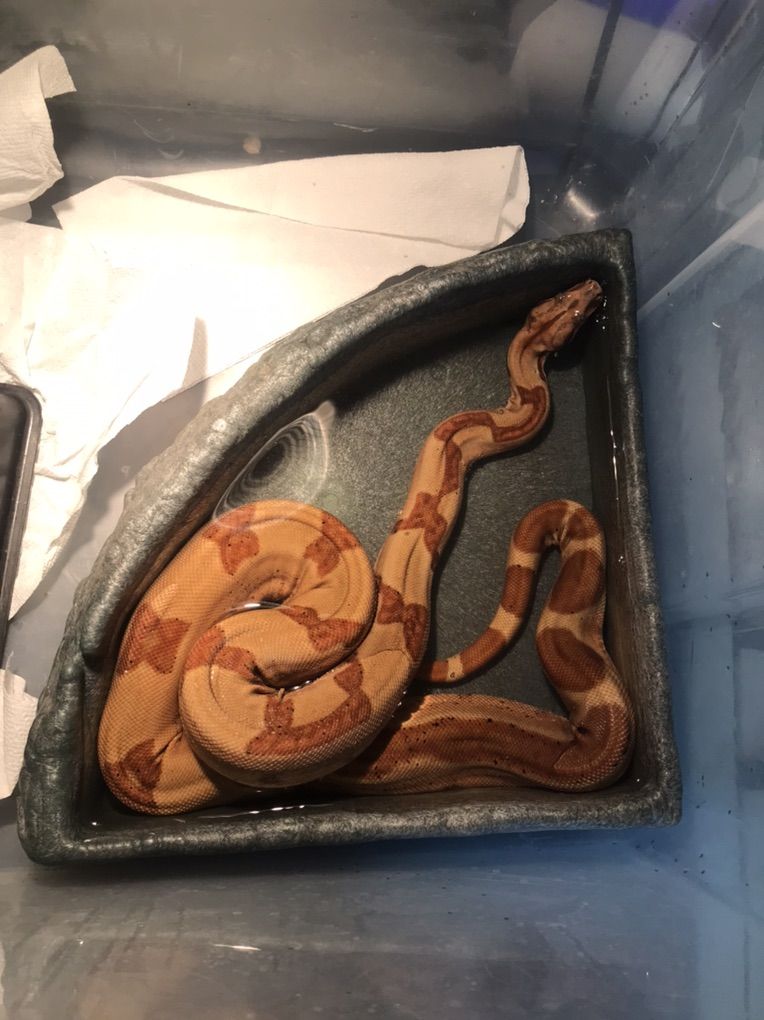 Young Male Boa Hypo Harlequin