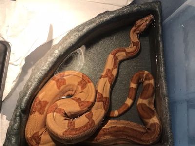 Young Male Boa Hypo Harlequin