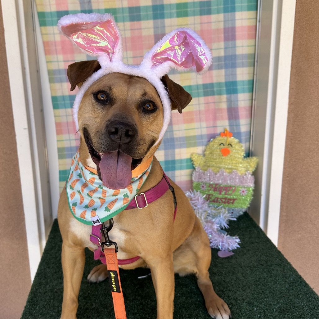 Hello my name is Ponytail