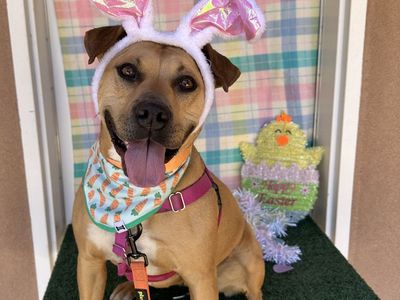 Hello my name is Ponytail