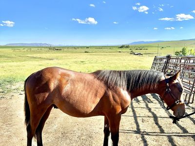 2025 AQHA gelding by One Fine Vintage. Big time prospect!