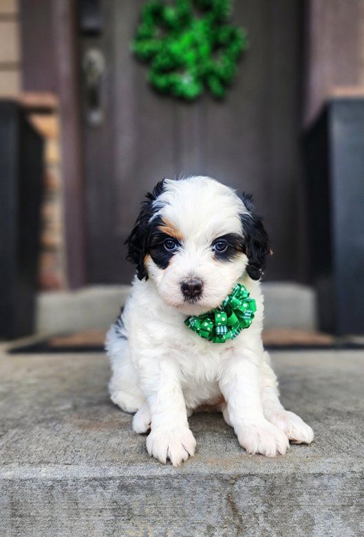 Mini Bernedoodle