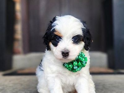 Mini Bernedoodle