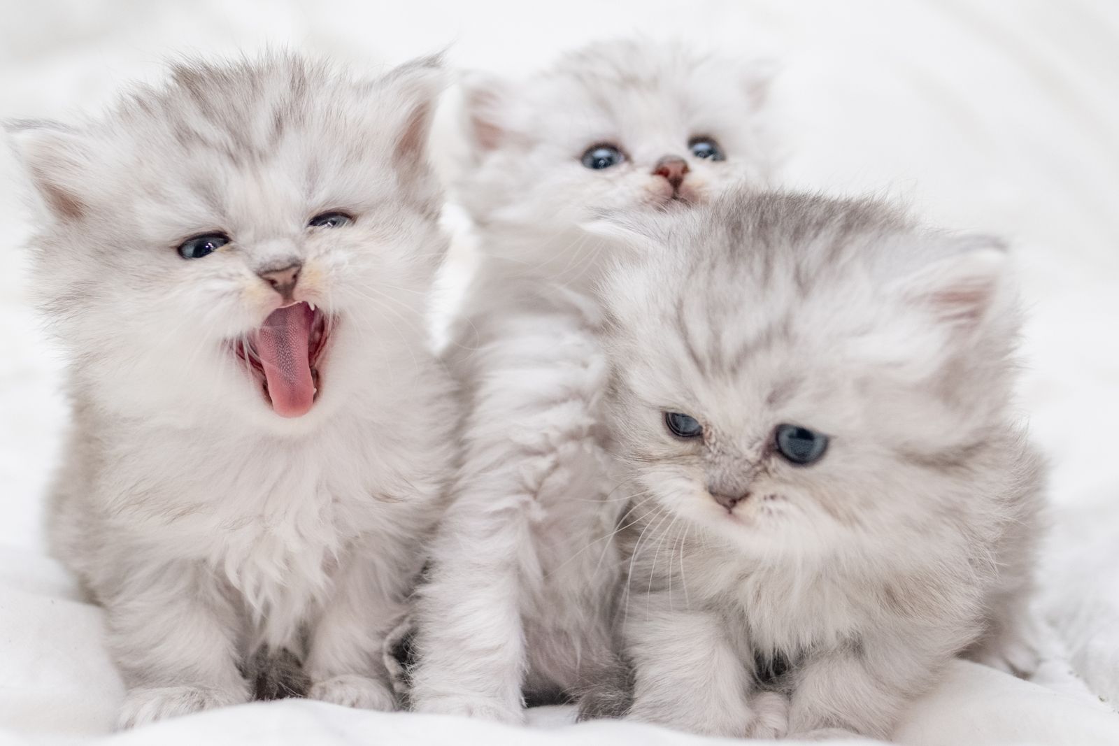 Teacup Persian Doll Face Kittens, Taking Deposits for Next Litter