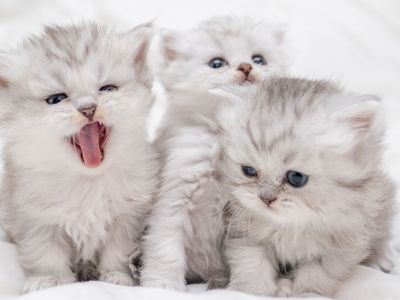 Teacup Persian Doll Face Kittens, Taking Deposits for Next Litter