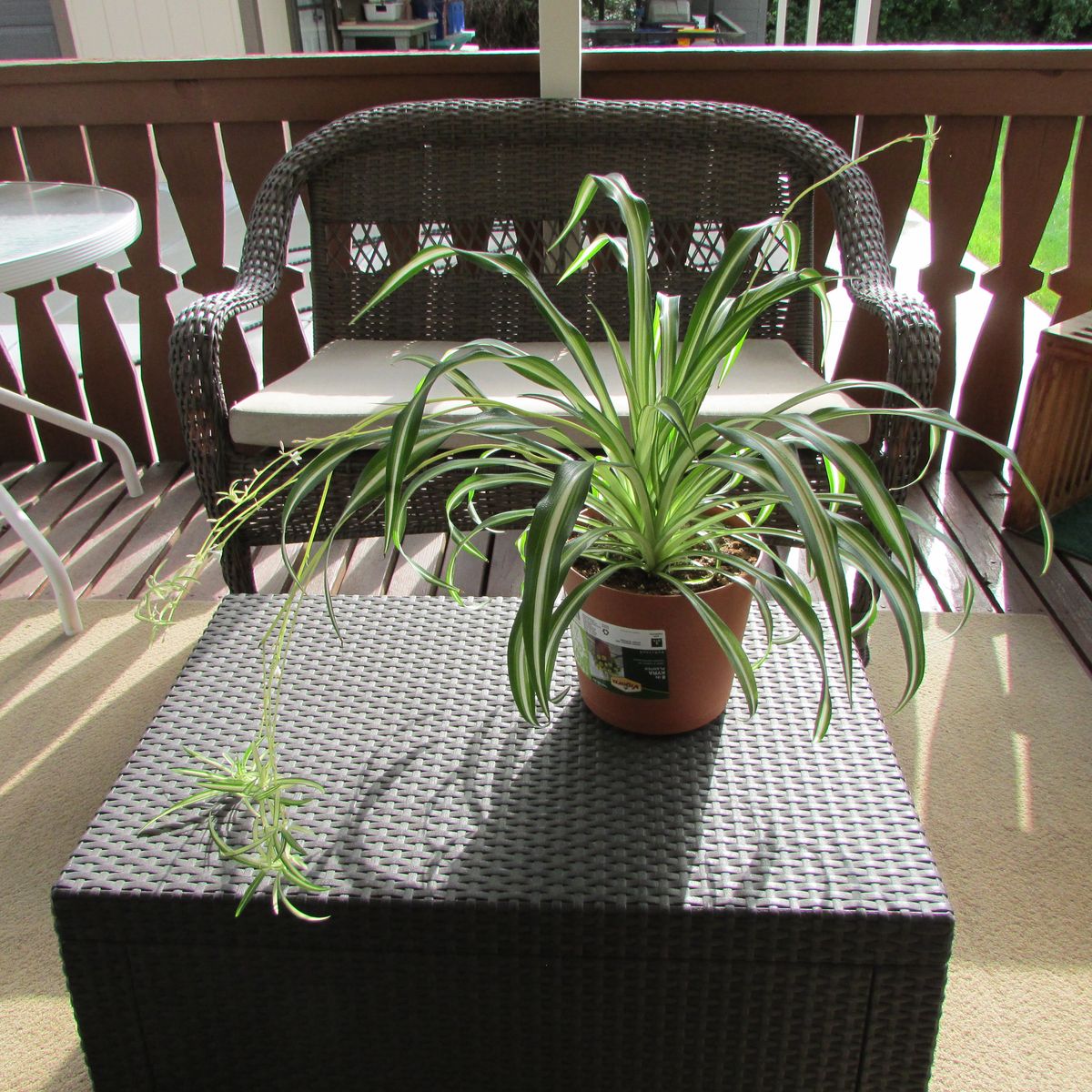 Large Healthy Spider Plant W/ Starts