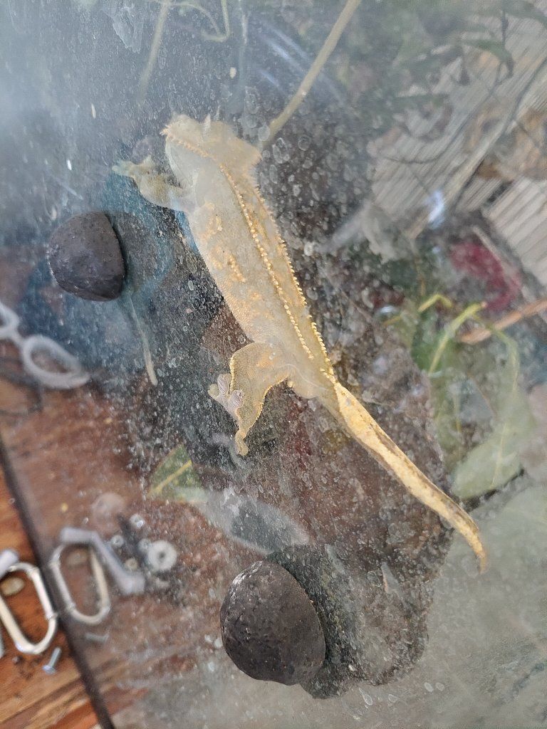 crested gecko adult and tank for $150