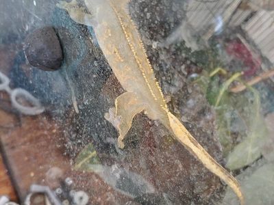 crested gecko adult and tank for $150