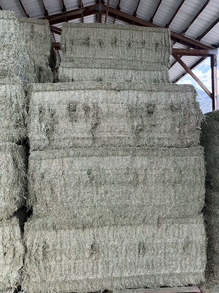 3x4 Solid 1st Crop Alfalfa