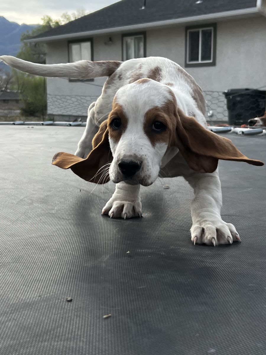 Basset Hound Puppies