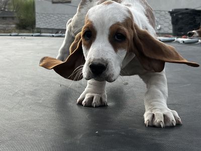 Basset Hound Puppies