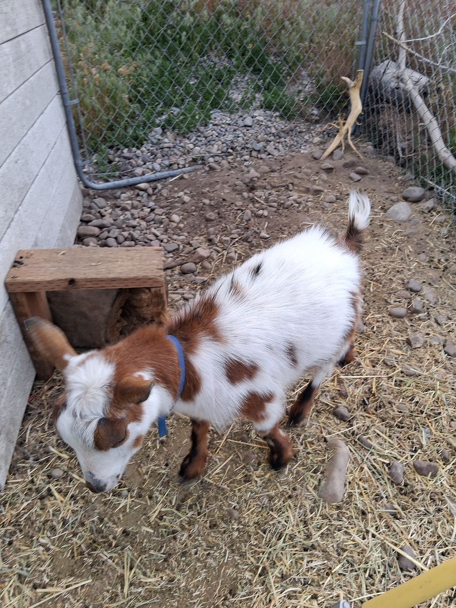 Nigerian dwarf