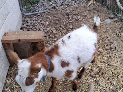 Nigerian dwarf