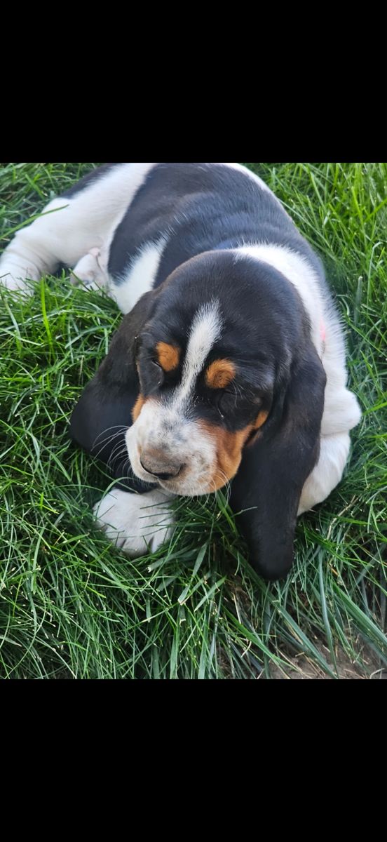 AKC registered Bassett hound puppies
