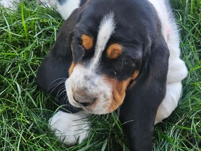 AKC registered Bassett hound puppies