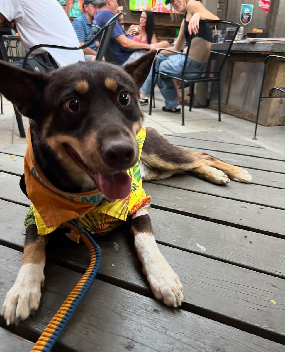Adopt Diz — the wiggly, wobbly wonder!