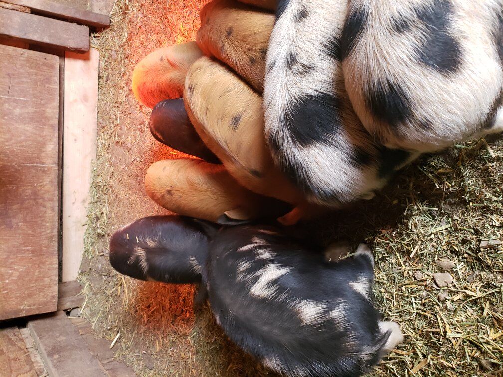Kune Kune Piglets