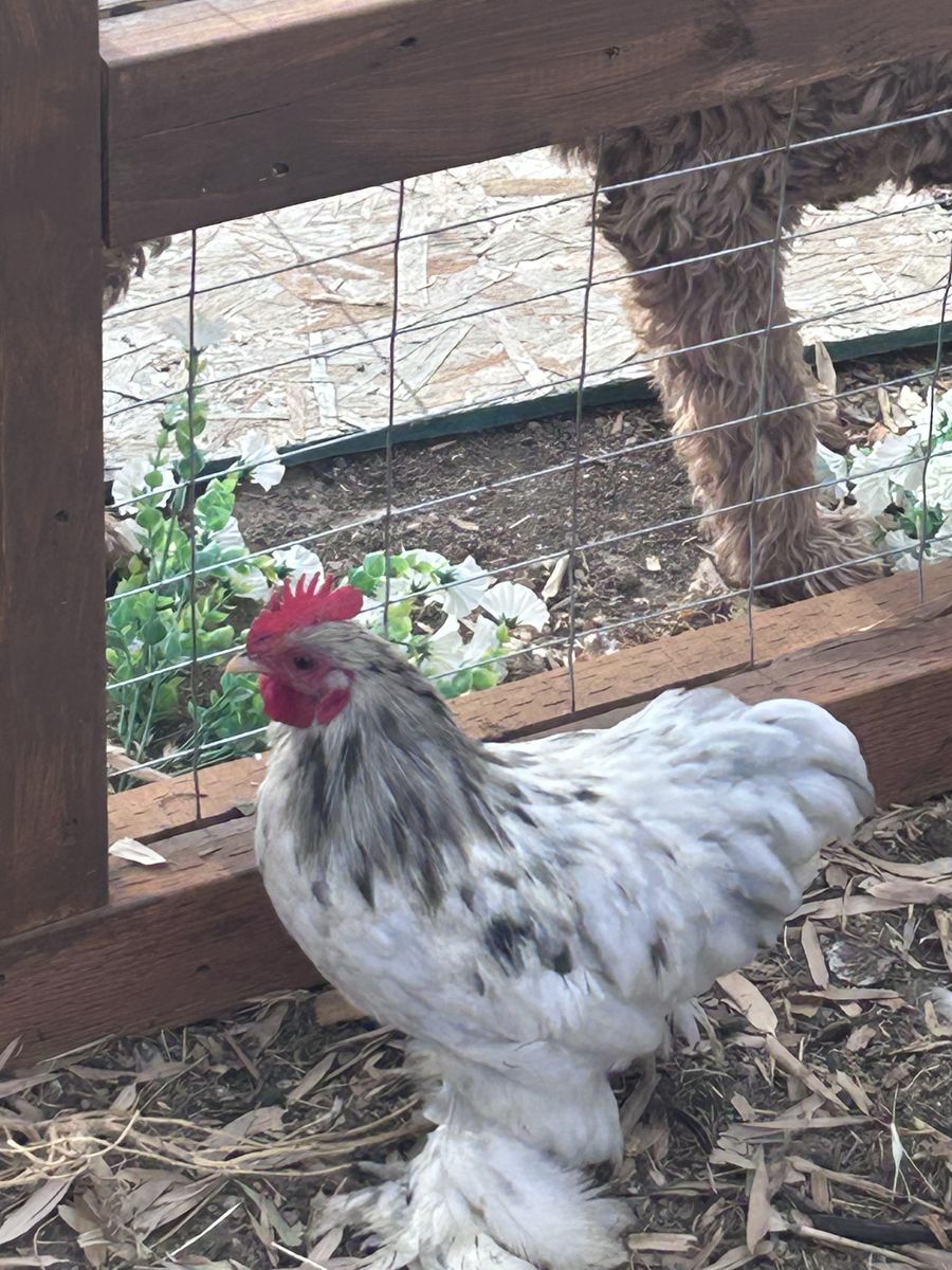 Free White Cochin Bantam Rooster