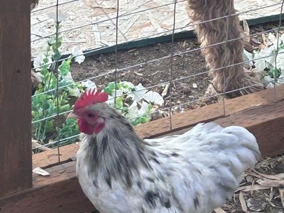 Free White Cochin Bantam Rooster