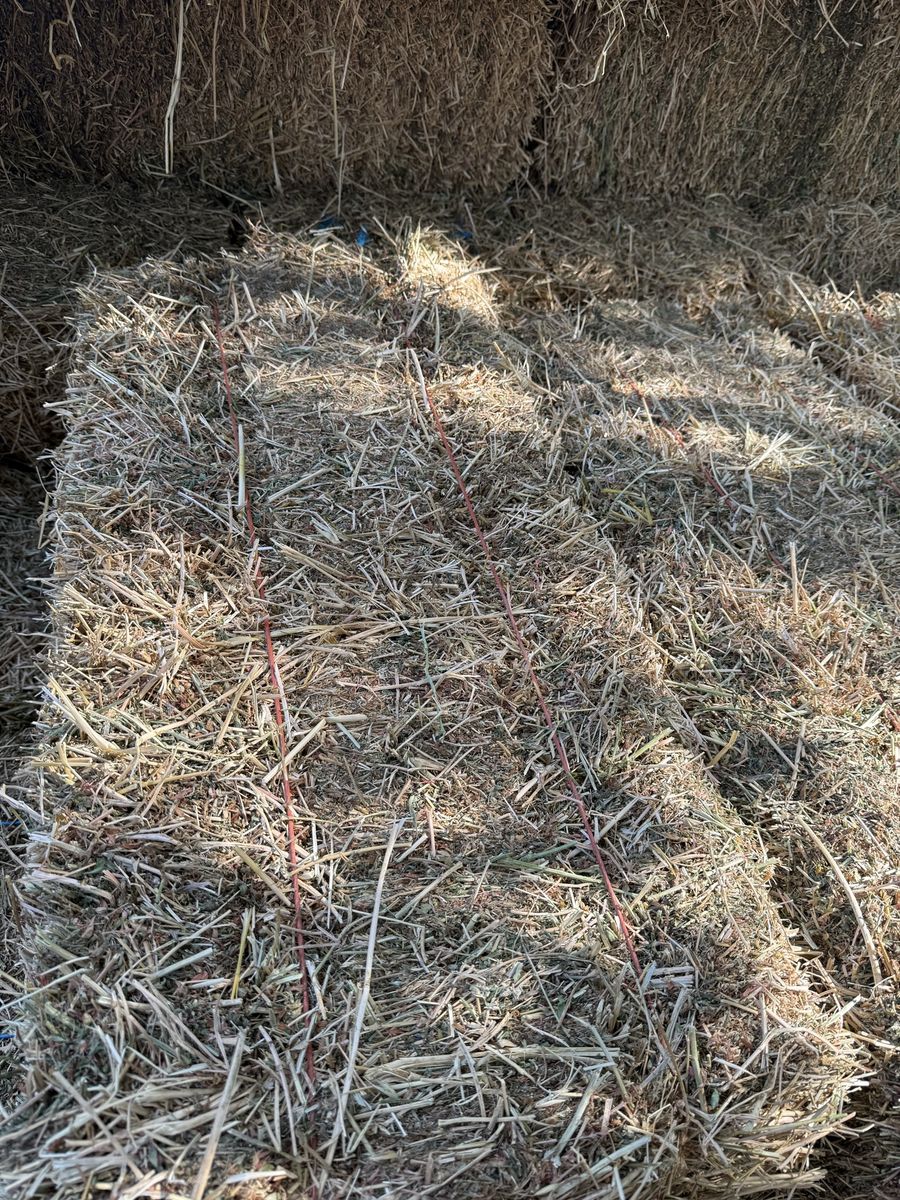 1st crop