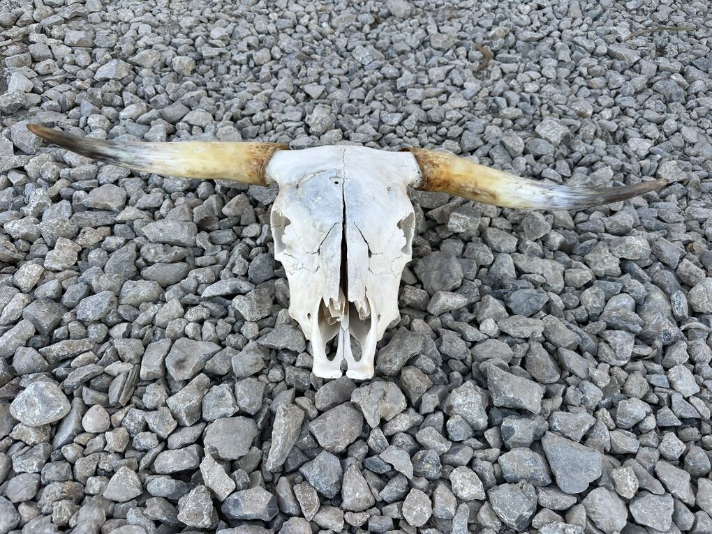 COW SKULL - HIDE RUG