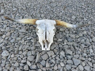COW SKULL - HIDE RUG