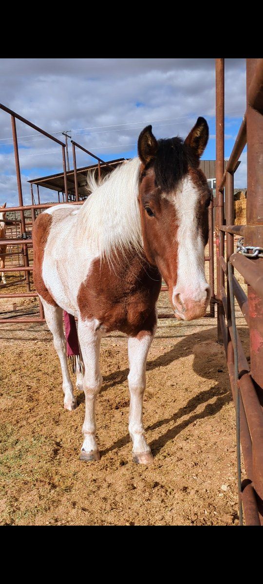 APHA Bay Tobiano Mare "Paint me a tru texan"