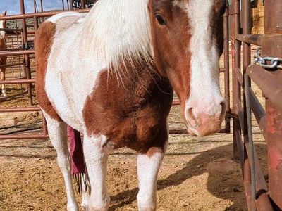 APHA Bay Tobiano Mare "Paint me a tru texan"