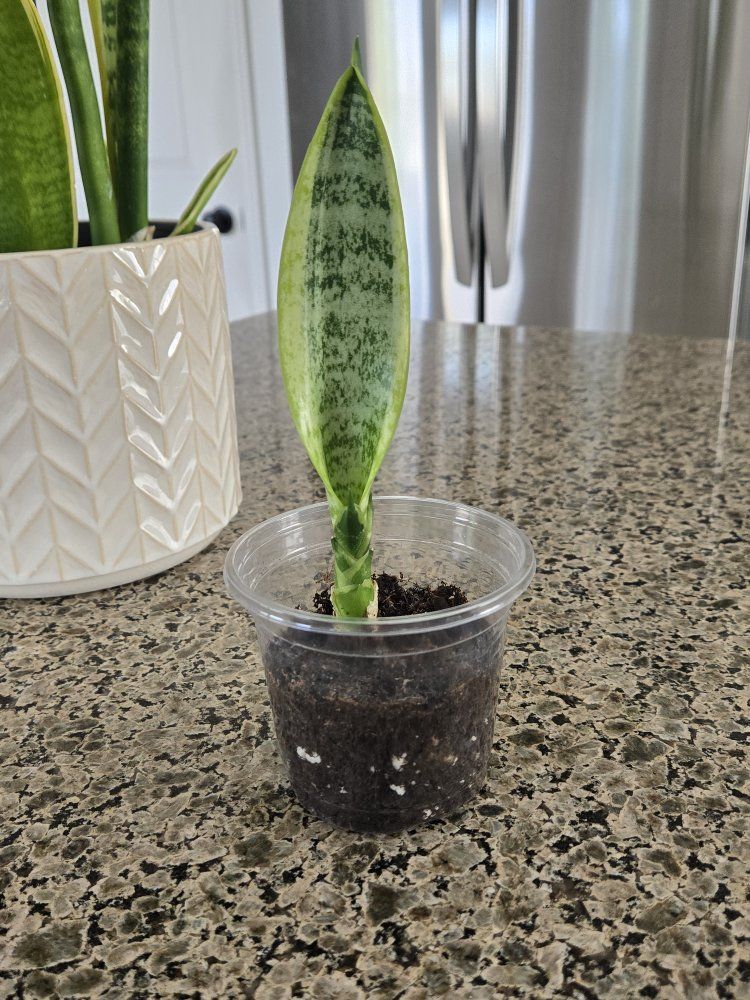 Variegated Baby Snake Plant