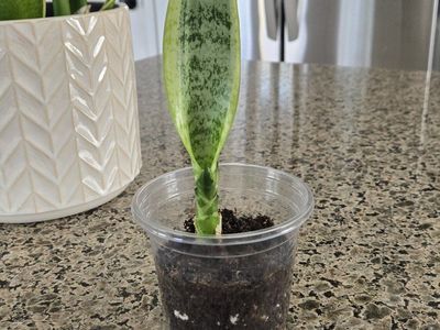 Variegated Baby Snake Plant