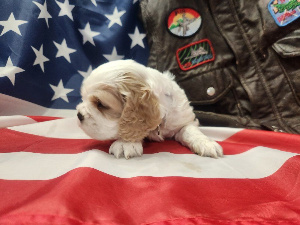 AKC Registered American Cocker Spaniel Puppies