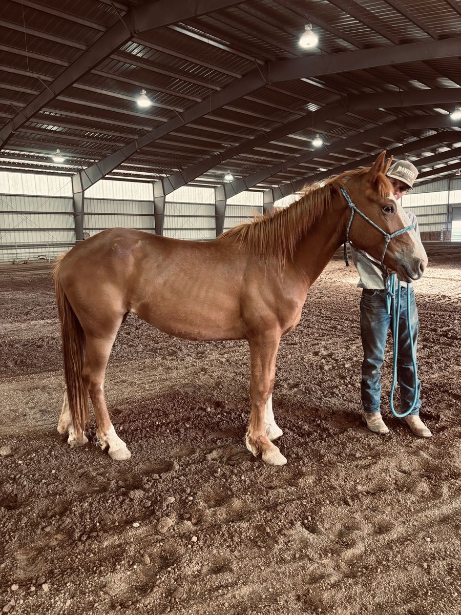 2-Year-Old Draft Cross Filly