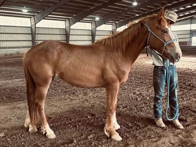 2-Year-Old Draft Cross Filly