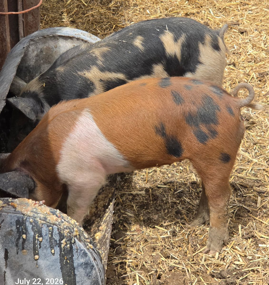 Piglets