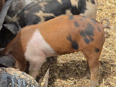 Piglets