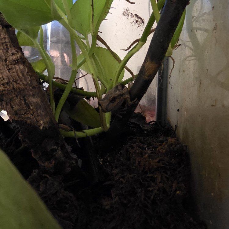 Baja tree frog rescue