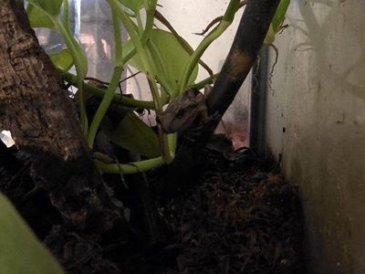 Baja tree frog rescue