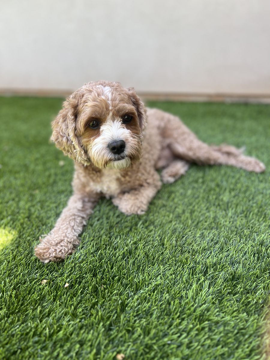 F1 Cavapoo Young Dog - 2 Years old - Puppy Trained!